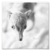 Alles Rosie Foto (Vorne)