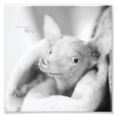 Alles Rosie Foto (Vorne)