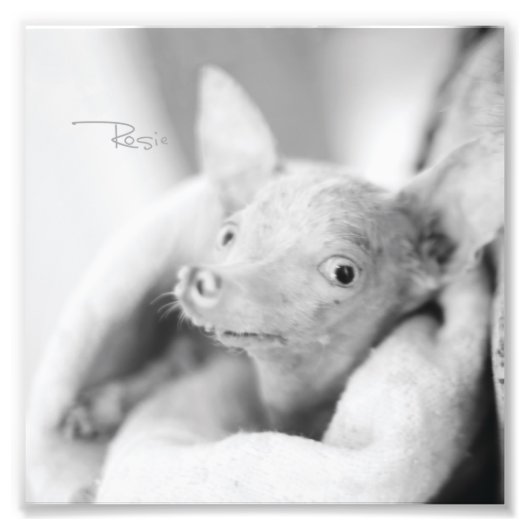 Alles Rosie Foto (Vorne)