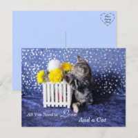 Alles, was Sie brauchen, ist Liebe und Katze