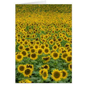 "Alles wird alle rechte" Karte sein