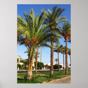 Alley von Dattelpalmen in Sharm El Sheikh Poster