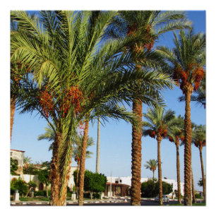 Alley von Dattelpalmen in Sharm El Sheikh Poster