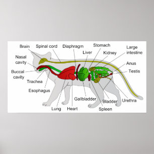 Allgemeine Anatomie eines Katzen Felis Silvestris  Poster