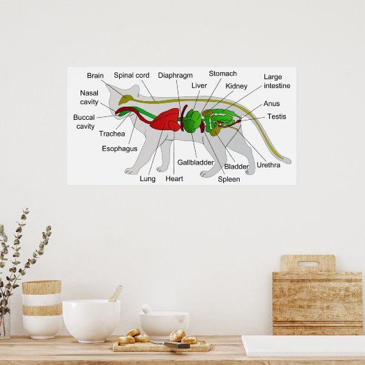 Allgemeine Anatomie eines Katzen Felis Silvestris Poster (Küche)