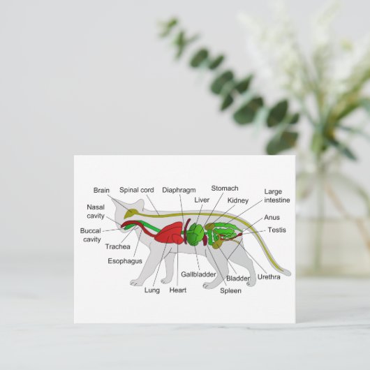 Allgemeine Anatomie eines Katzen Felis Silvestris Postkarte (Stehend Vorderseite)