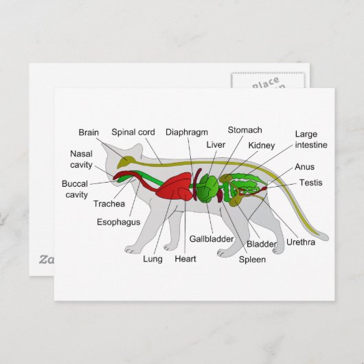 Allgemeine Anatomie eines Katzen Felis Silvestris Postkarte (Vorne/Hinten)