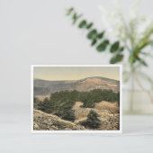 Allgemeine Ansicht der Zedern des Libanon, Libanon Postkarte (Stehend Vorderseite)