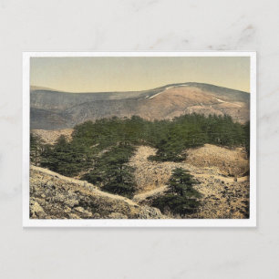 Allgemeine Ansicht der Zedern des Libanon, Libanon Postkarte