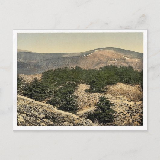 Allgemeine Ansicht der Zedern des Libanon, Libanon Postkarte (Vorderseite)