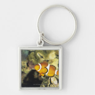 Allgemeine clownfish (Amphiprion ocellaris), Schlüsselanhänger