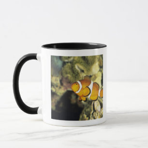 Allgemeine clownfish (Amphiprion ocellaris), Tasse