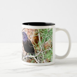Allgemeine Grackle Tasse