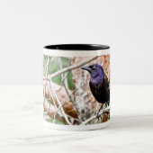 Allgemeine Grackle Tasse (Mittel)