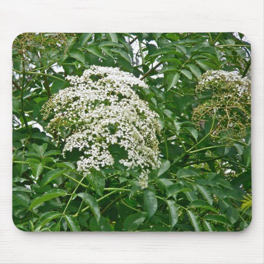 Allgemeine Holunderbeerkoordiniereneinzelteile Mousepad (Vorne)
