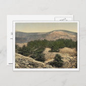 Allgemeine Sicht der Zedern Libanons, Libanons, Ho Postkarte (Vorne/Hinten)