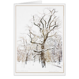 Allgemeiner Garten Bostons