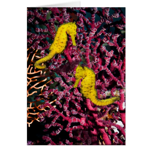 Allgemeiner Hippokamp Taeniopterus des Seepferd| (Vorne)