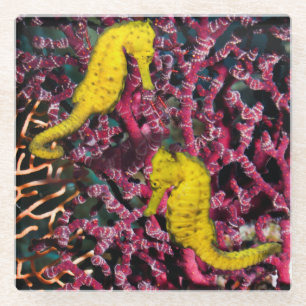 Allgemeiner Hippokamp Taeniopterus des Seepferd  Glasuntersetzer