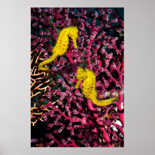 Allgemeiner Hippokamp Taeniopterus des Seepferd  Poster