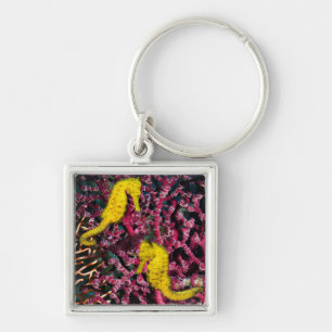 Allgemeiner Hippokamp Taeniopterus des Seepferd Schlüsselanhänger
