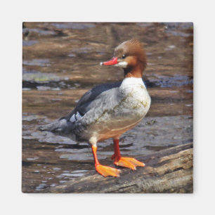 Allgemeiner Merganser-Magnet Magnet