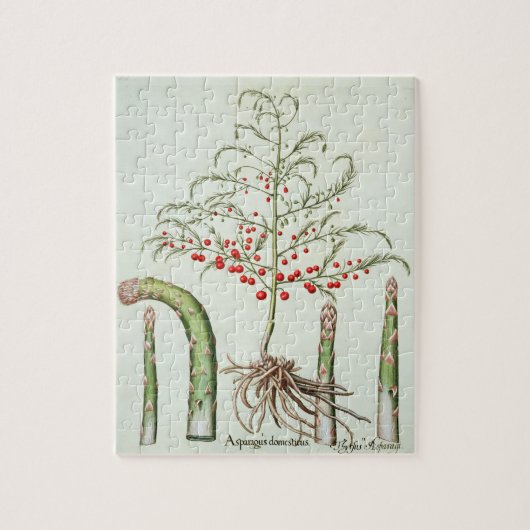 Allgemeiner Spargel in der Blume und in der Puzzle (Vertikal)
