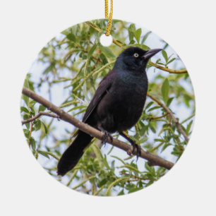 Allgemeines Grackle Keramikornament
