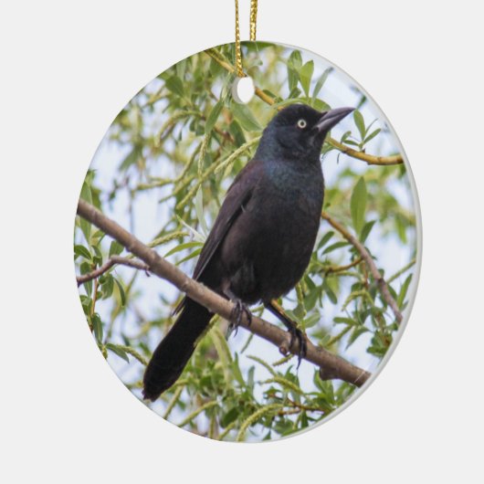 Allgemeines Grackle Keramikornament (Links)