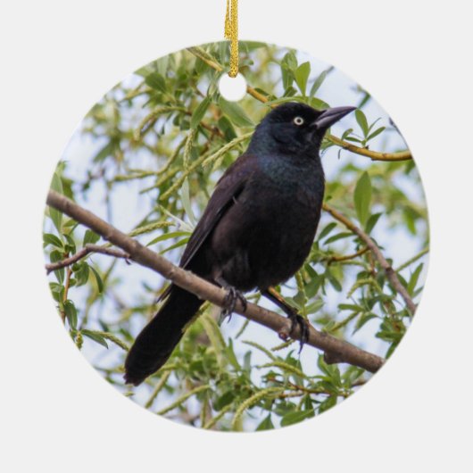 Allgemeines Grackle Keramikornament (Hinten)