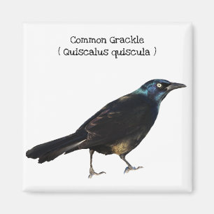 Allgemeines Grackle Magnet