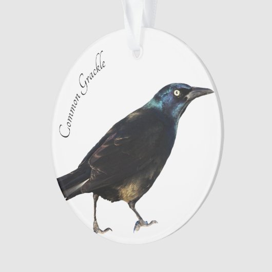 Allgemeines Grackle Ornament (Vorderseite)