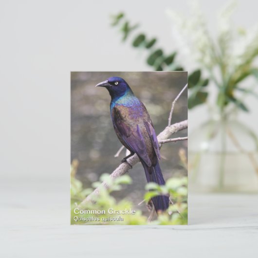 Allgemeines Grackle Postkarte (Stehend Vorderseite)