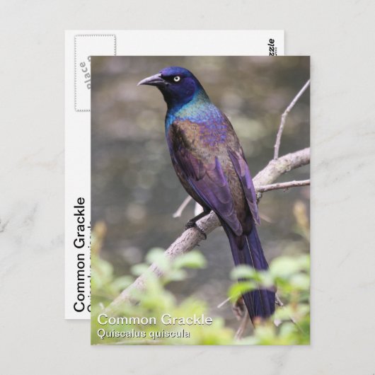 Allgemeines Grackle Postkarte (Vorne/Hinten)