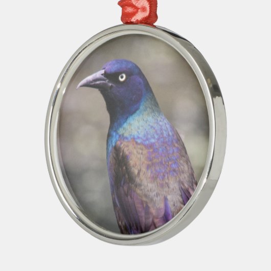Allgemeines Grackle Silbernes Ornament (Links)