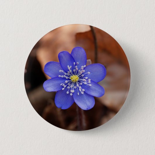 Allgemeines Hepatica (Hepatica nobilis) Button (Vorderseite)