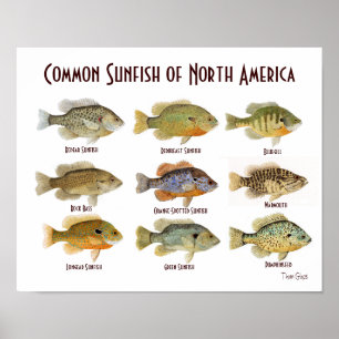 Allgemeines Sunfish-Plakat Poster