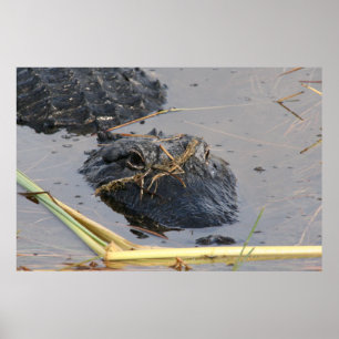 Alli der Alligator Poster