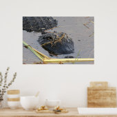 Alli Gator Poster (Küche)