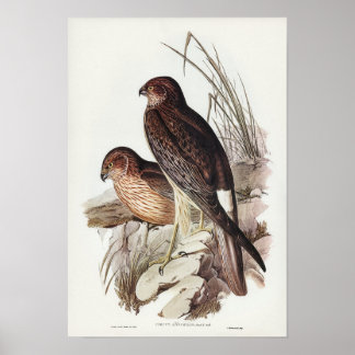Allied Harrier von Elizabeth Gould Poster