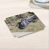 Alligatior an den Everglades Untersetzer (angewinkelt)