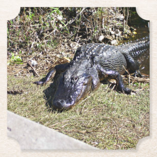 Alligatior an den Everglades Untersetzer