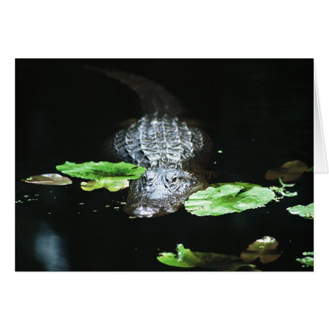 Alligator (Vorderseite (Horizontal))