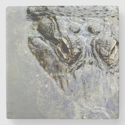 Alligator 2 steinuntersetzer (Vorderseite)