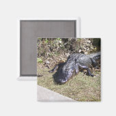 Alligator an den Everglades Magnet (Vorderseite/Rückseite)