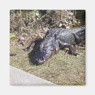 Alligator an den Everglades Magnet