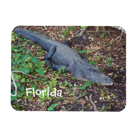 Alligator an Land Magnet (Horizontal)