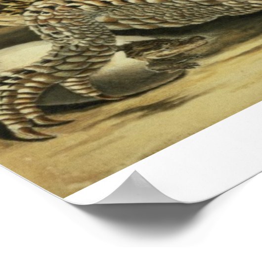 Alligator and Snake, 1730 (coloured engraving) Poster (Ecke)