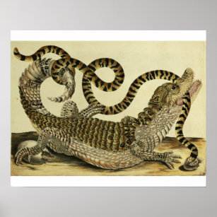 Alligator and Snake, 1730 (coloured engraving) Poster