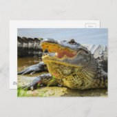Alligator. Angesicht Postkarte (Vorne/Hinten)